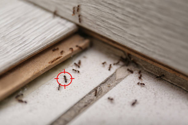 Pest Prevention Services in Los Ranchos De Albuquerque, NM
