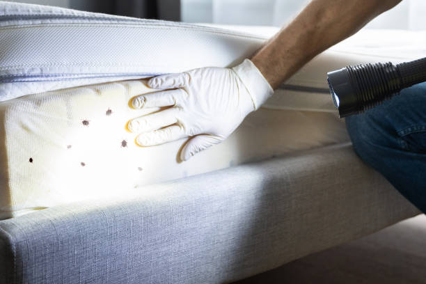 Best Wasp Removal Services  in Los Ranchos De Albuquerque, NM