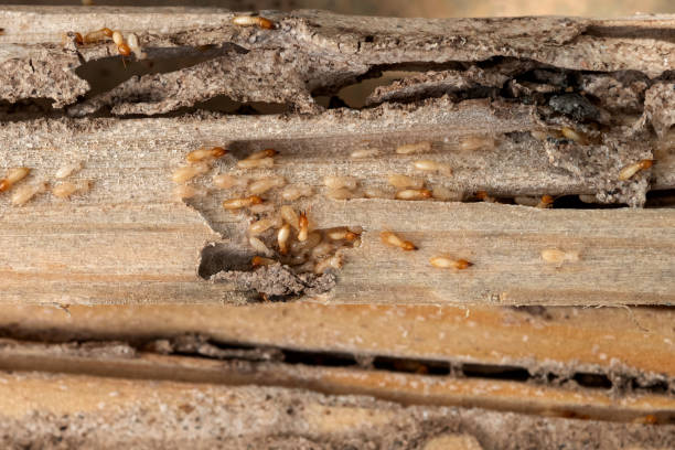 Best Mosquito Control Services  in Los Ranchos De Albuquerque, NM