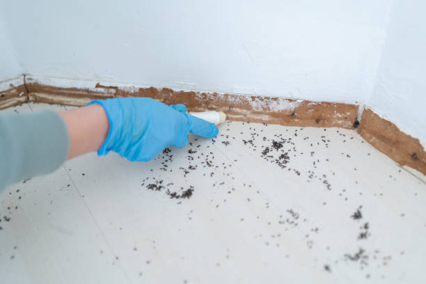Best Ant Control Services  in Los Ranchos De Albuquerque, NM